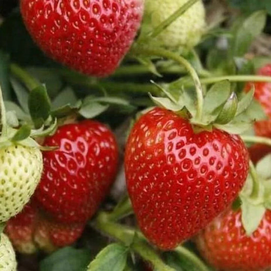 10 Seascape Everbearing Strawberries Plants Live Bare Root Plants