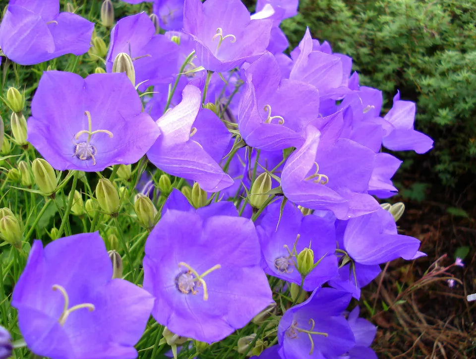 560 Tussock Bellflower (Campanula) Lavender Blue Flower Seeds | www.seedsplantworld.com