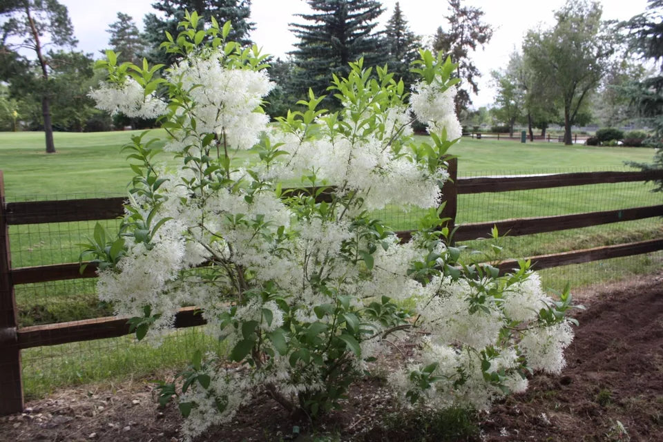 White Fringe Tree Quart Pot Live Plant In A Quart Pot 6-12" | www.seedsplantworld.com