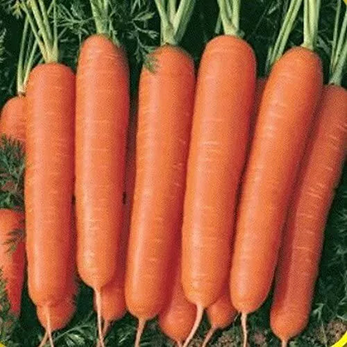 300 Scarlet Nantes Carrot Seeds Non-GMO Vegetable Seeds | www.seedsplantworld.com