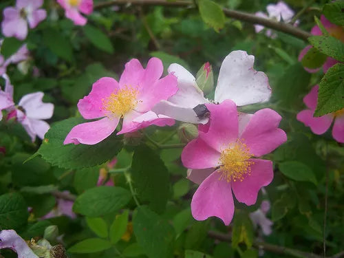 20 Rose Wild Pink Flower Prairie Rose Flower Seeds | www.seedsplantworld.com