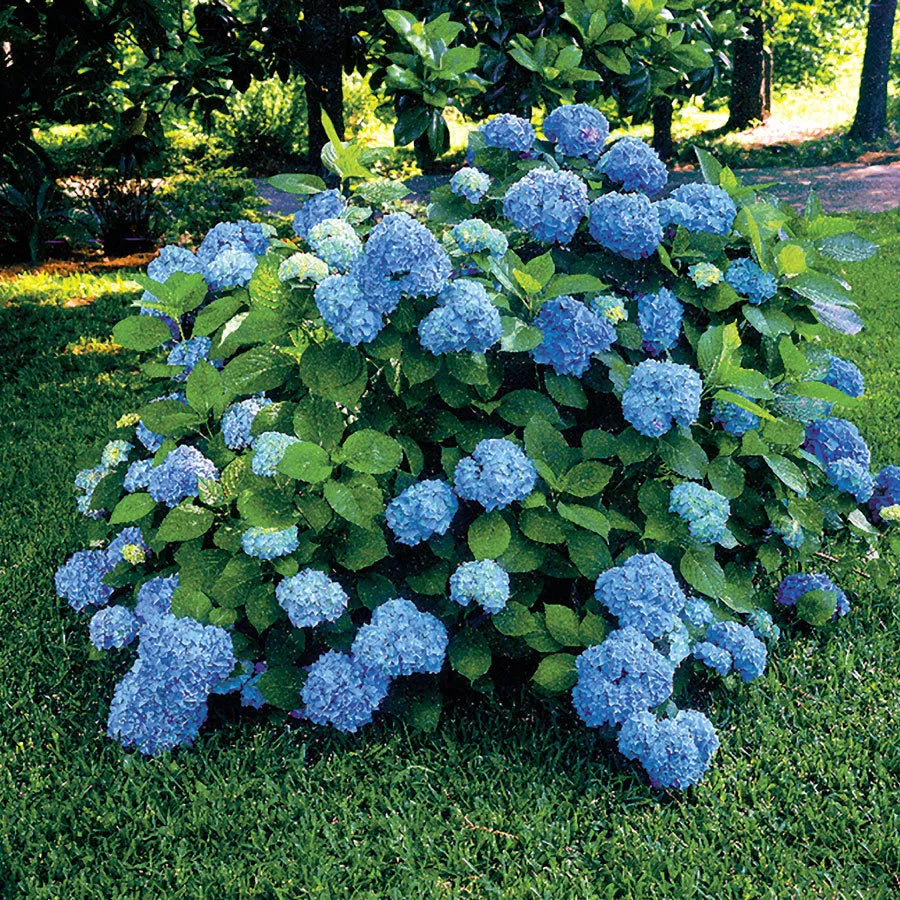 Nikko Blue Hydrangea Live Plant  6-10" In Height In A 3" Pot