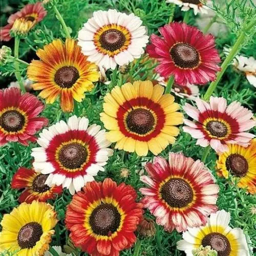 100 Painted Daisy Seeds Non-GMO Flower Seeds | www.seedsplantworld.com