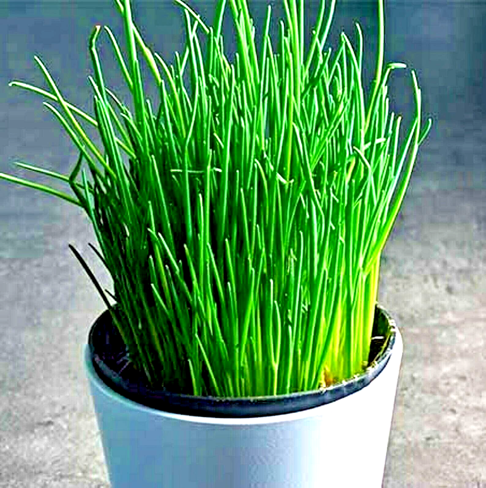 1000 Chives Green Onion Spring Perennial Non-Gmo Mosquito Repellent Herb Seeds | www.seedsplantworld.com