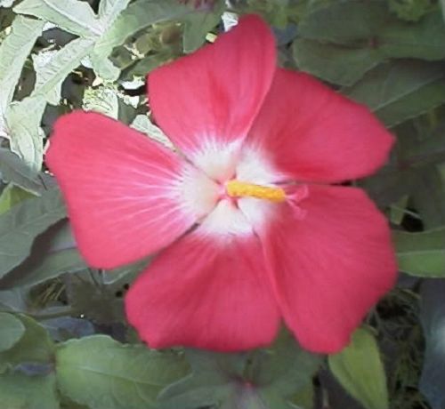 40 Ambrette / Musk Mallow Hibiscus Abelmoschus Moschatus Flower Seeds | www.seedsplantworld.com