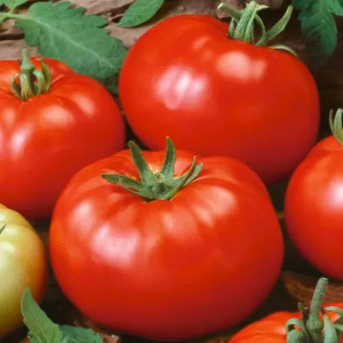 50 Beefsteak Tomato Seeds Heirloom Non-GMO Vegetable Seeds | www.seedsplantworld.com