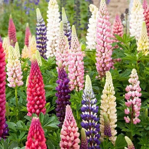 50 Russell Lupine Seeds Non-GMO Flower Seeds | www.seedsplantworld.com