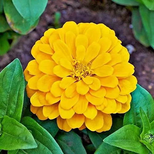 50 Canary Bird Zinnia Seeds Non-GMO Flower Seeds | www.seedsplantworld.com