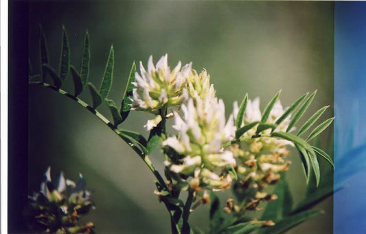 20 Licorice American Wild Licorice Herb Seeds | www.seedsplantworld.com