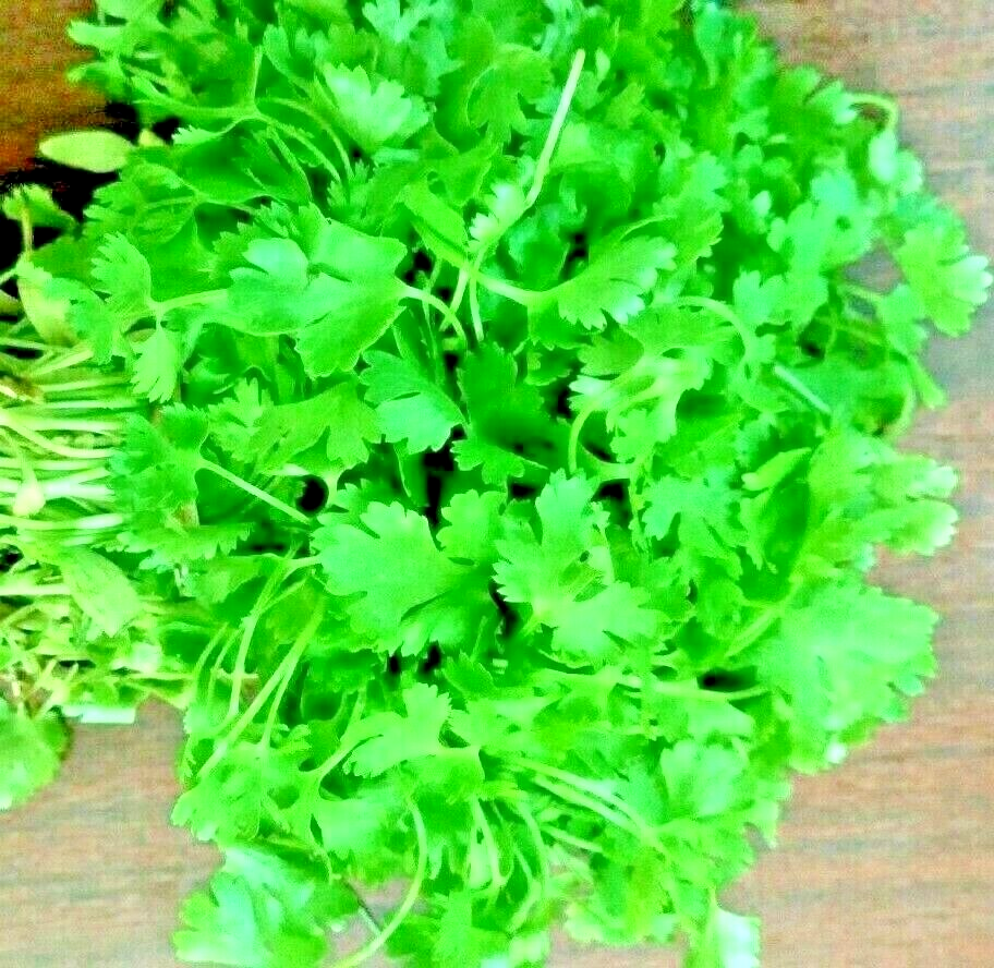 300 Cilantro Mexican Coriander Herb Pest Repellent Slowbolt Heirloom Herb Seeds | www.seedsplantworld.com