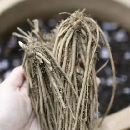 10 Green Jersey Knight Live Asparagus Bare Root Plants