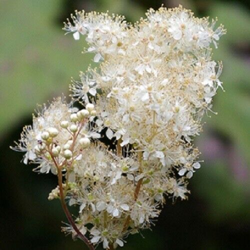 20 Queen Of The Meadow Filipendula Ulmaria Meadowsweet Native White Flower Seeds | www.seedsplantworld.com