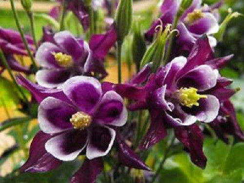 100 Dwarf Columbine Aquilegia Mixed Colors Flower Seeds | www.seedsplantworld.com