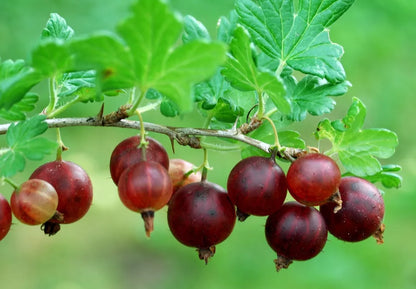 Gooseberry and Currant (2 Year) Large Bare Root Plants