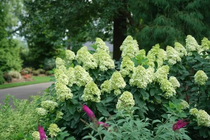 Limelight Prime Panicle Hydrangea Shrub Live Plant 12-18" In A Quart Pot