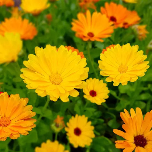 50 Fiesta Gitana Calendula Seeds Non-GMO Flower Seeds | www.seedsplantworld.com