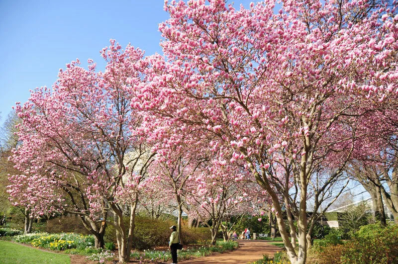 Saucer Magnolia Soulangeana Live Plant 12-18" 1 Gallon Pot