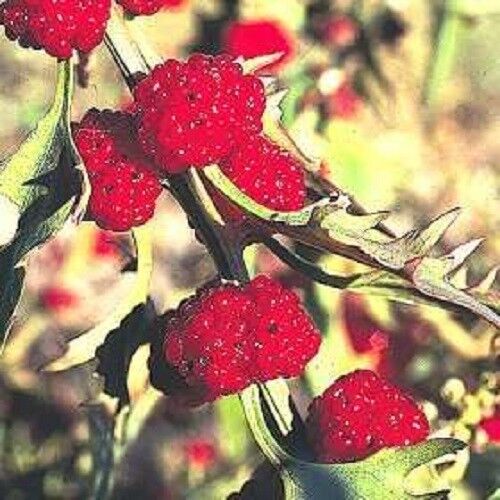 100 Strawberry Sticks / Spinach Chenopodium Foliosum Fruit Berry Seeds | www.seedsplantworld.com