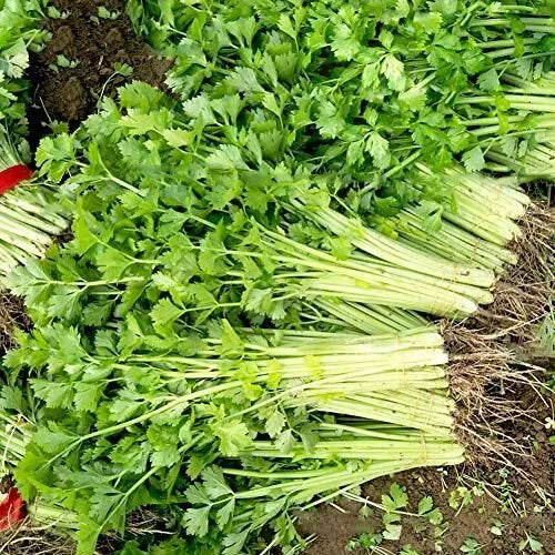 500 Chinese Light Green Celery Seeds Non-GMO Vegetable Seeds | www.seedsplantworld.com