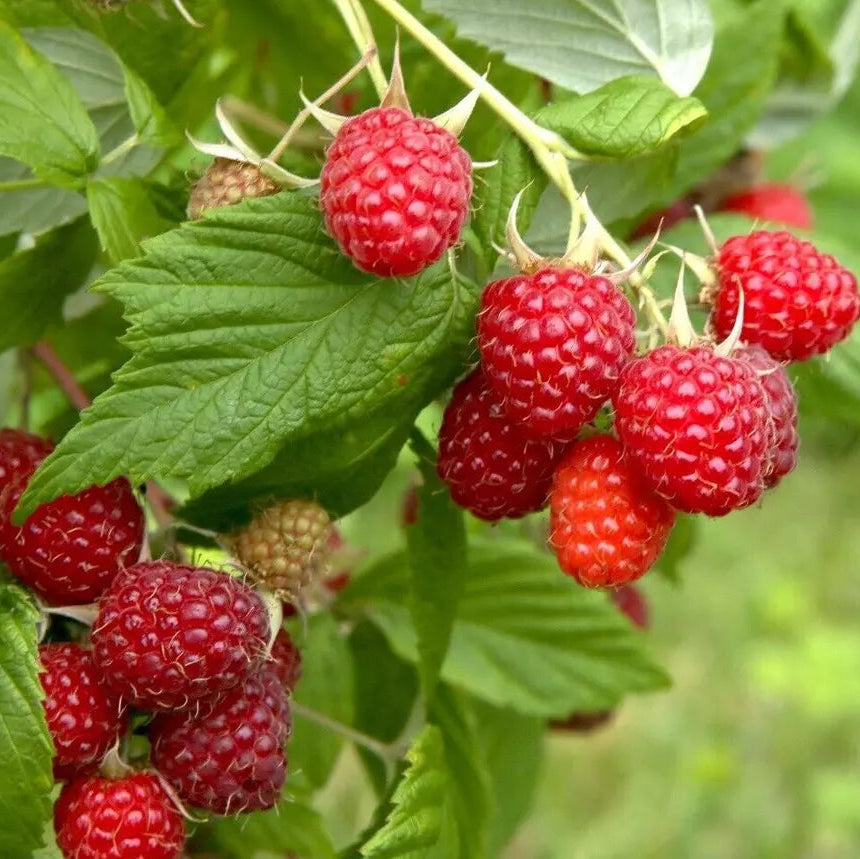 Caroline Ever Bearing Raspberry Potted Plants - Large and Sweet Berries Fruit Plants | www.seedsplantworld.com