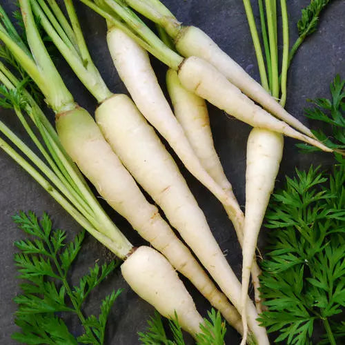 200 Lunar White Carrot Seeds Non-GMO Vegetable Seeds | www.seedsplantworld.com