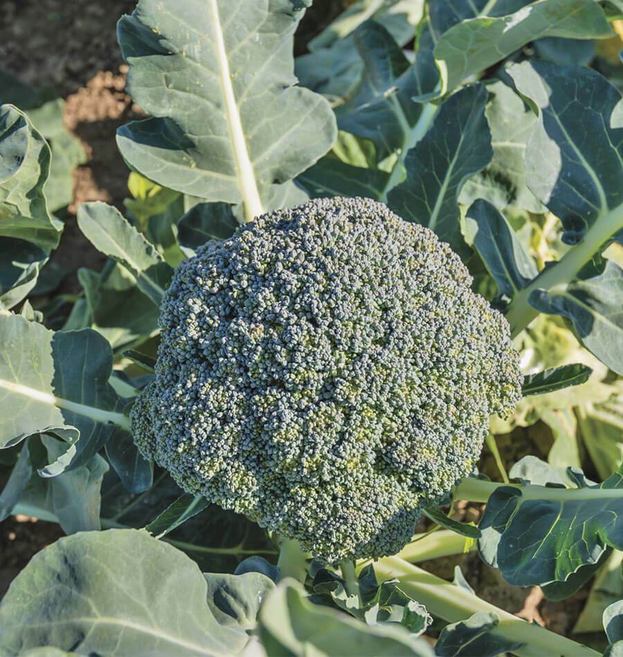 200 Broccoli Vegetable Seeds | www.seedsplantworld.com