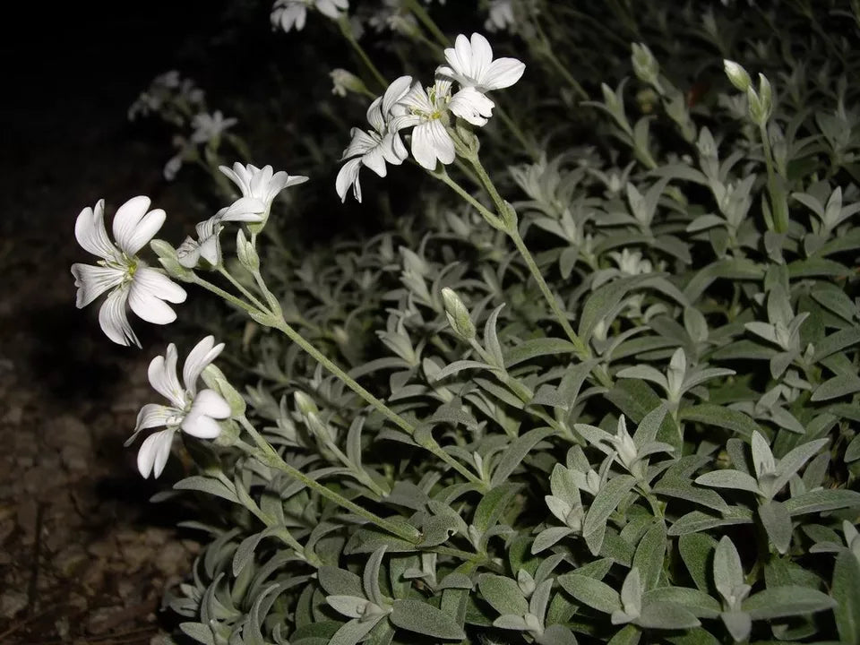 100 Snow In Summer Silver Carpet White Flower Seeds | www.seedsplantworld.com