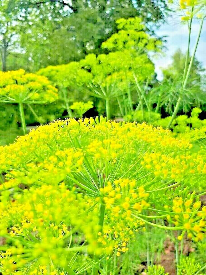 350 Dill Spring Drought Tolerant Herb Vegetable Garden Non-Gmo Heirloom Herb Seeds | www.seedsplantworld.com