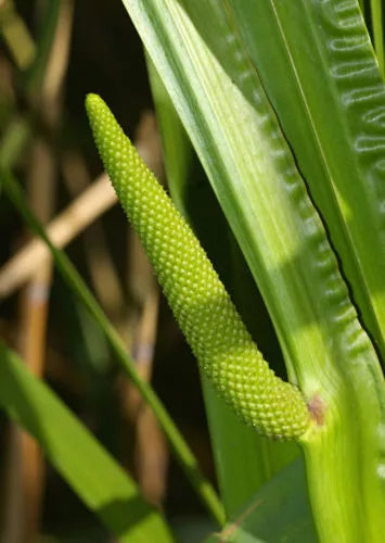 35 Sweet Flag Fragrant Ornamental Reed Grass Seeds | www.seedsplantworld.com