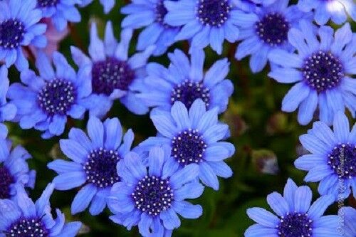 50 The Blues Blue Daisy Felicia Heterophylla Kingfisher Flower Seeds | www.seedsplantworld.com