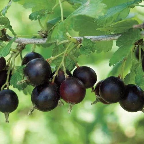 1 Black Velvet Gooseberry Live Rooted Plant Healthy Edible Shrub (Zones 3-8) Rooted Plant