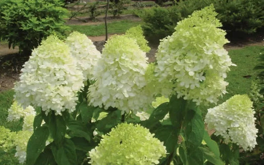 Limelight Hydrangea Shrub Live Plant  6-10" In Height In A Quart Pot