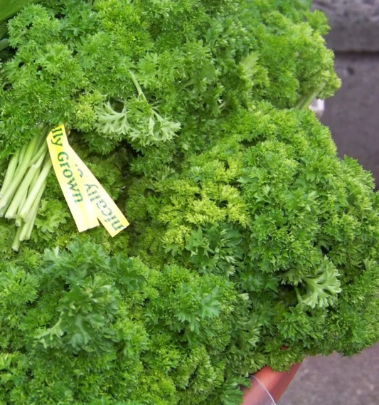 105 Parsley Curled/Curly Parsley Herb Seeds. | www.seedsplantworld.com