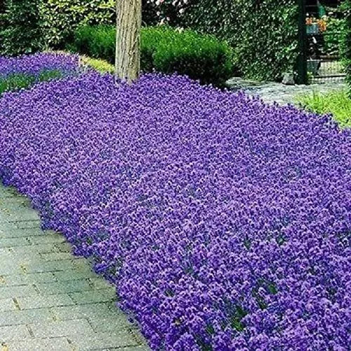 50 Italian Lavender Seeds Heirloom Non-GMO Herb Seeds | www.seedsplantworld.com