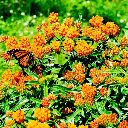 100 Milkweed Asclepias Orange Monarch Butterfly Host Plant Perennial Usa Seeds For Planting | www.seedsplantworld.com