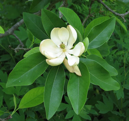 Sweetbay Magnolia, Laurel Magnolia, Swamp Magnolia Live Plant  In A 4" Pot 10-18" In Height