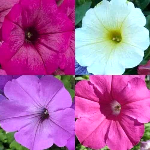 2000 Petunia Hummingbird Mix Butterflies Flowers Container Non-Gmo Flower Seeds | www.seedsplantworld.com