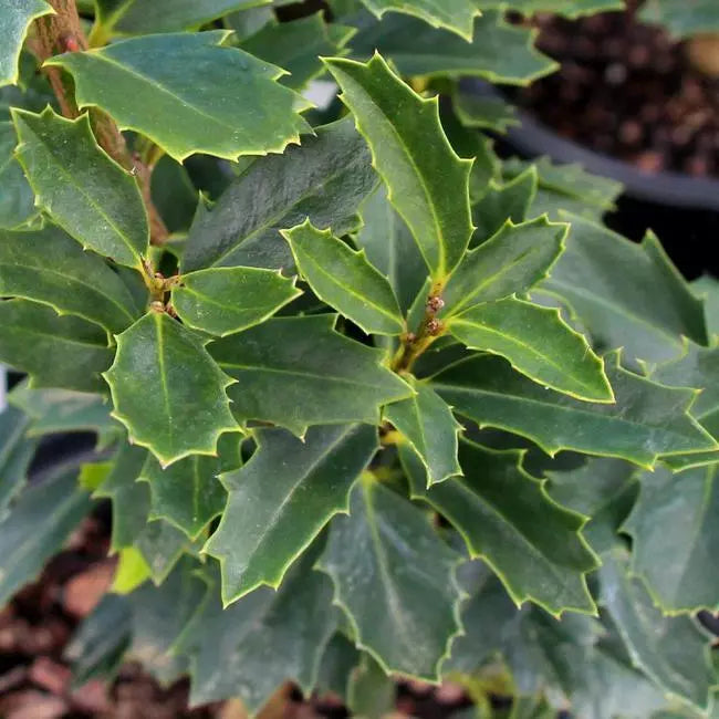 Oak Leaf Holly Live Plant 1 Gallon Pot