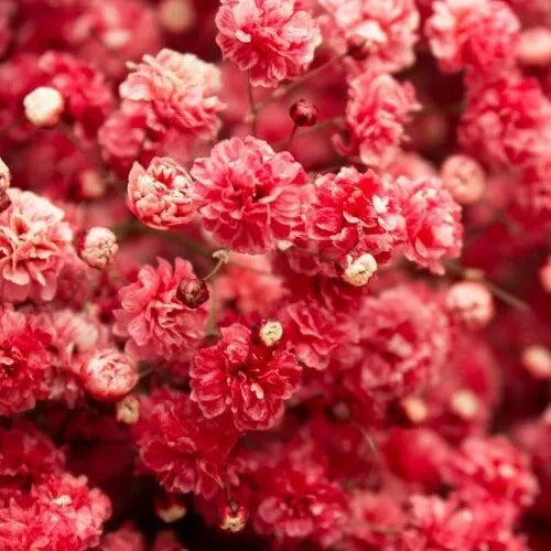 100 Crimson Red Carmine Baby's Breath Seeds Non-GMO Flower Seeds | www.seedsplantworld.com