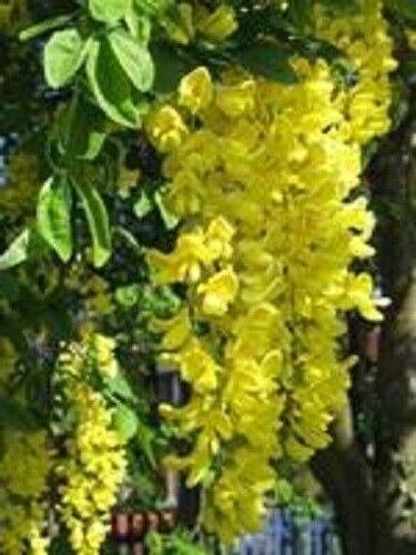 10 Golden Chain Tree Goldenchain Laburnum Anagyroides Seeds | www.seedsplantworld.com