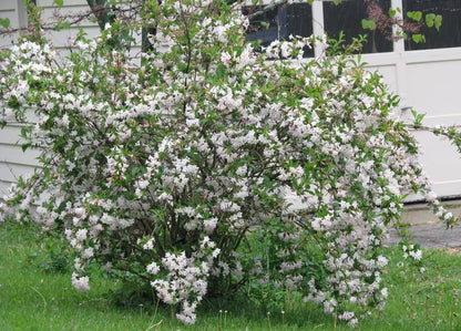 White Weigela (Weigela Florida White) Live Plant 4" Pot