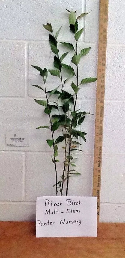 River Birch Multi-Stem Clump Tree (Betulanigra) Live Plant In A 1 Qt. Pot, 12-18" In Height | www.seedsplantworld.com