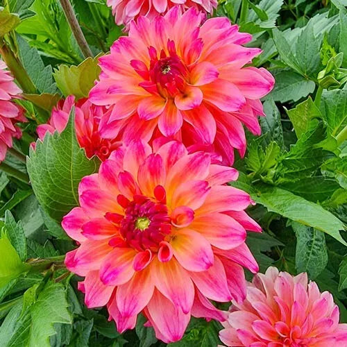 1 Belfloor Decorative Dahlia Bulb Tuber Clump Lots Of Bold Colors Bulbs Plant