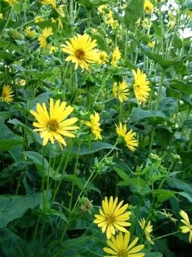 10 Yellow Compass Plant Silphium Laciniatum Prairie Compassplant 4" Flower Seeds | www.seedsplantworld.com