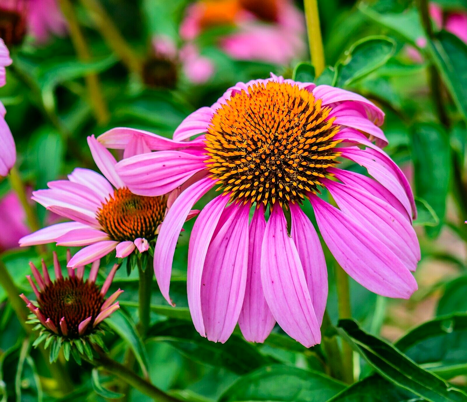 500 Echinacea Purple Red Cone Flower Seeds | www.seedsplantworld.com