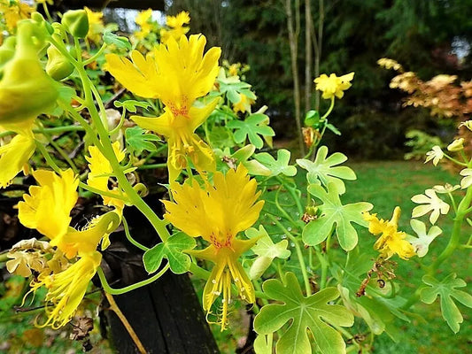 10 Canary Creeper Nasturtium Vine Tropaeolum Peregrinum Yellow Bird Flower Seeds | www.seedsplantworld.com