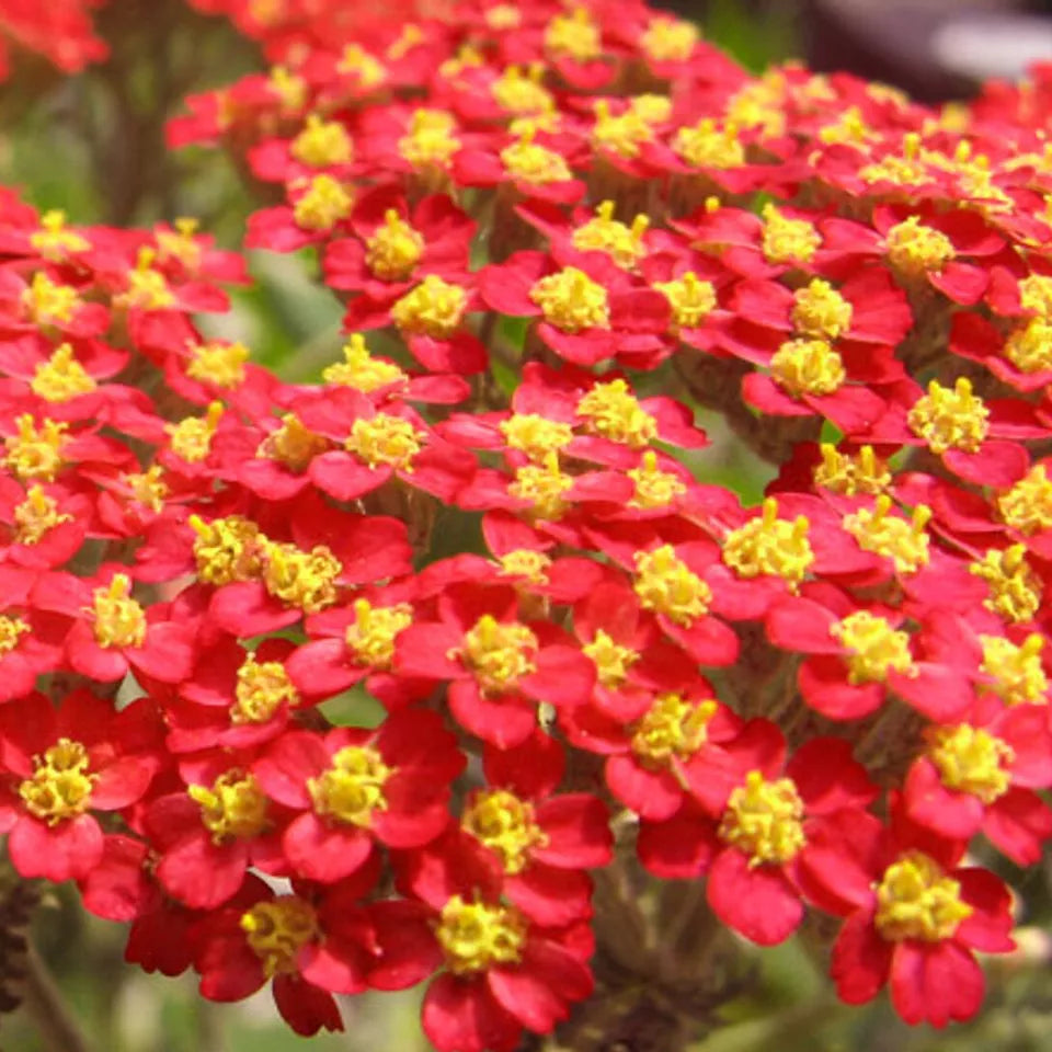 500 Red Yarrow Seeds Non-GMO Flower Seeds | www.seedsplantworld.com