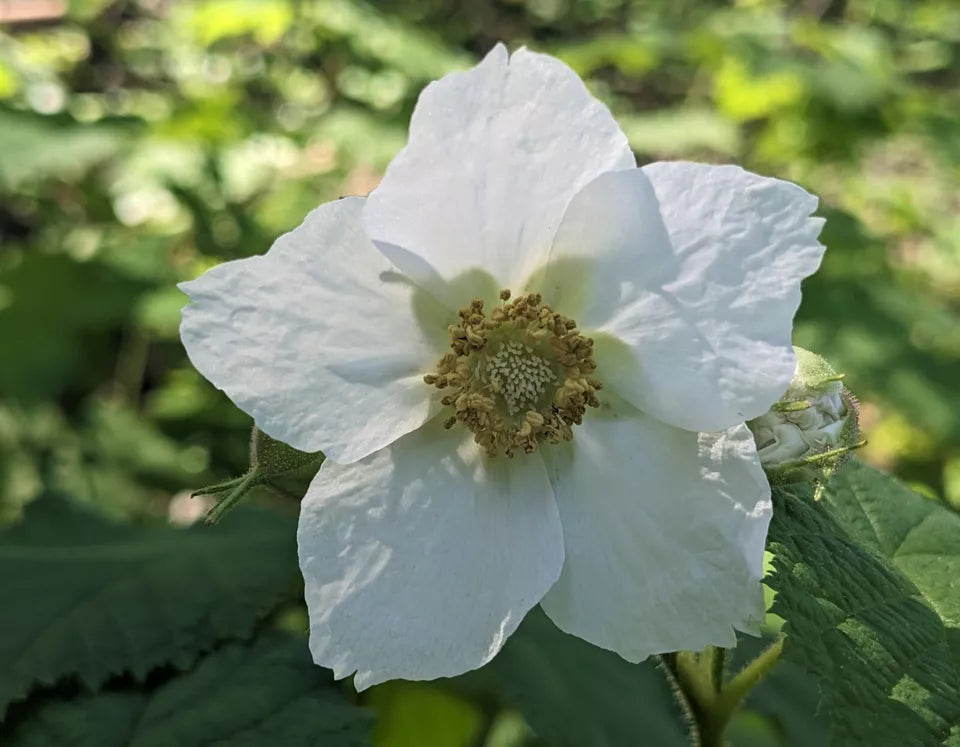 Thimbleberry Rubus Parviflorus Native Plant Bare Root Plants | www.seedsplantworld.com