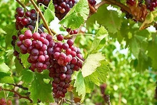 Northern Seedless Grape Live Plant Special 1 Concord , 1 Einset & 1 Lakemont Fruit Plant