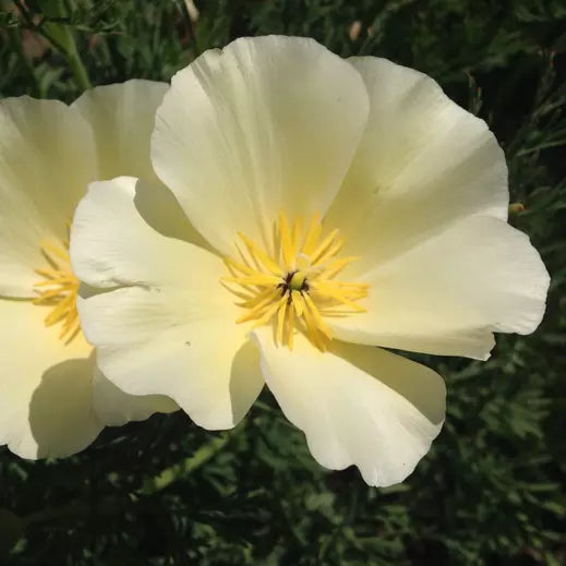 100 White Linen California Poppy Seeds Flower Seeds | www.seedsplantworld.com